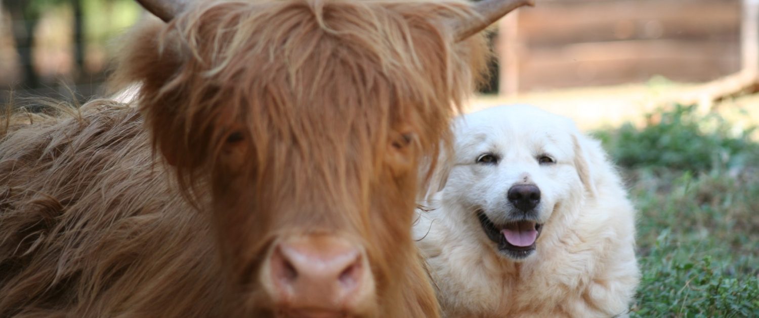 Cow and Dog